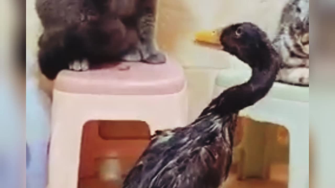 Cat and duck fighting