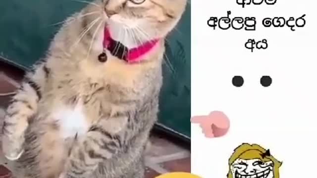 Cat funney video