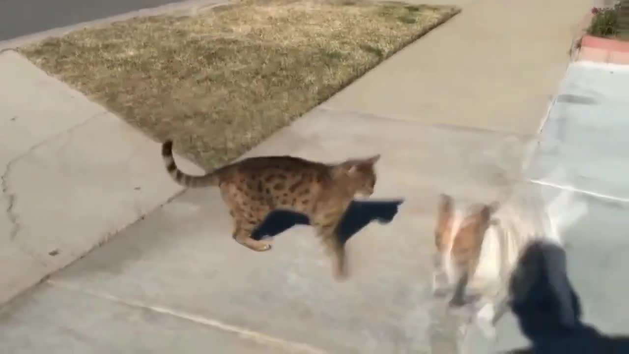 Cats vs Dogs Fight😎💙🤖