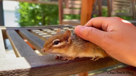 쓰다듬어주니 기분 좋아지는 다람쥐 Chipmunk Wally Gets Happier When I Pat Her