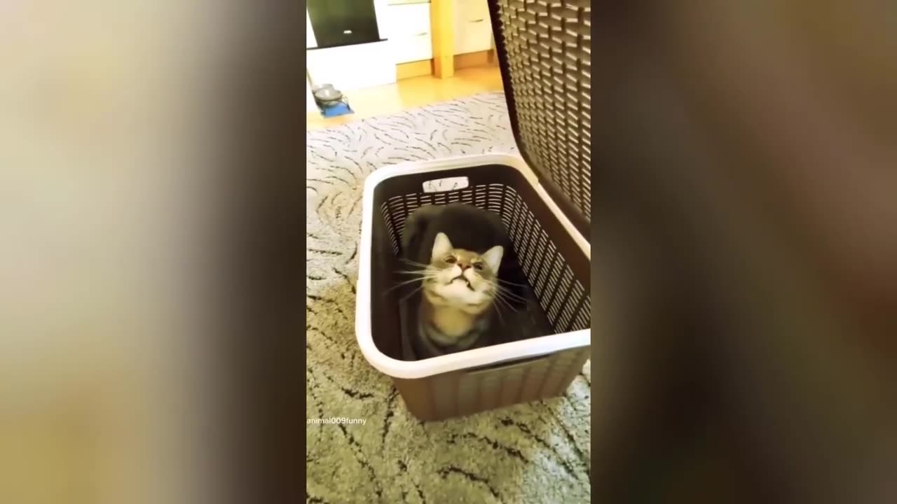 Cute Cat Funny Video 🤣 Funniest Dog and Cat Videos 2024