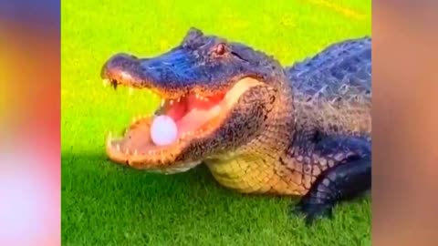 Trending Funny Animals 😂 Funniest Dogs and Cats 😹🐶 Part 27 @PetsHub