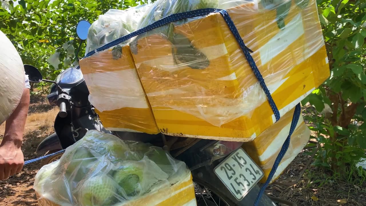 Harvesting Guava in My Farm on Sunny Day and Go to Sell - Relaxing Harvest Video Noal Farm