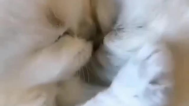 😚 . . . . . #catlover #kittenlove #petlovers #instagramreels