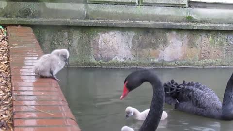 Black Swan Cygnets jump into the lake