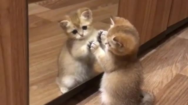 The cat who likes to look in the mirror is very cute