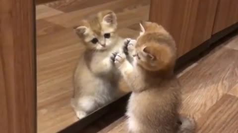 The cat who likes to look in the mirror is very cute