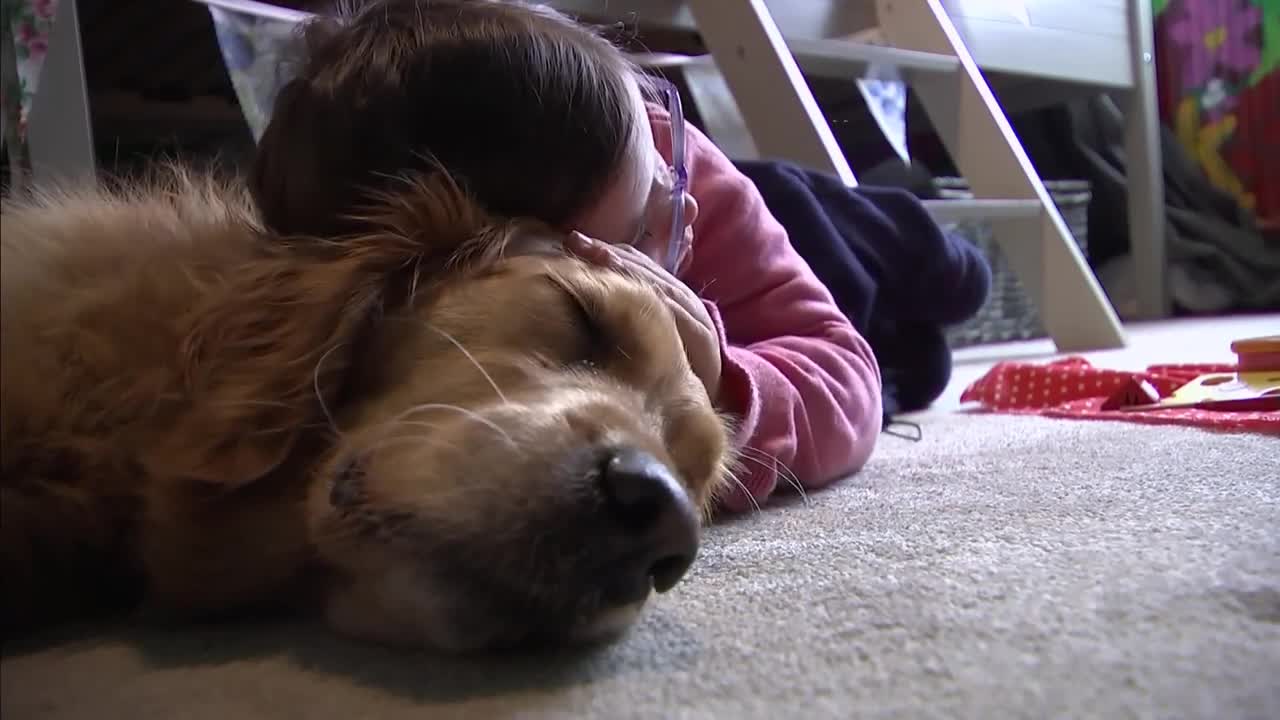 Golden Retriever Emma - pet, best friend & carer (UK) - ITV News - 5th February 2019