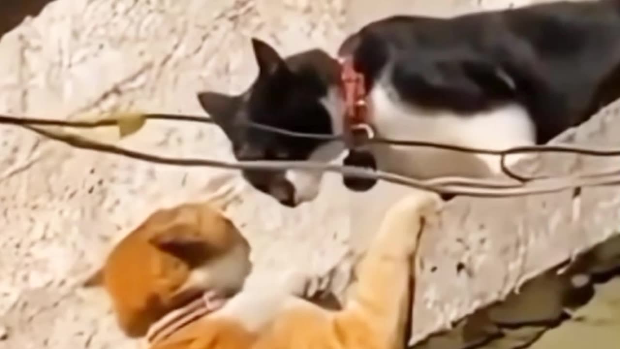 Cat is playing