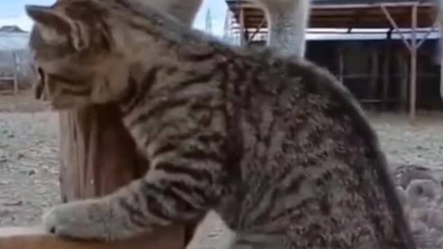 Amazing Funny Cat Video's