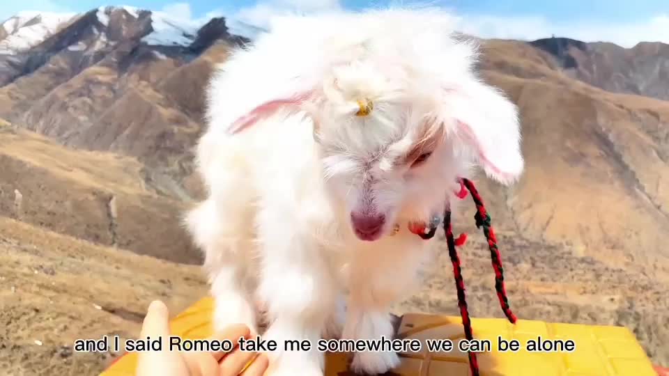 Sheep