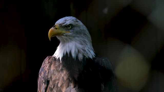 Bird punishment