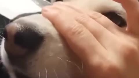 Try not to laugh😂: Funny cats and dogs