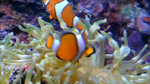 Beautiful clown fish under water 💦