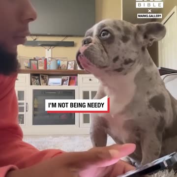 Dog Is Desperate For Attention