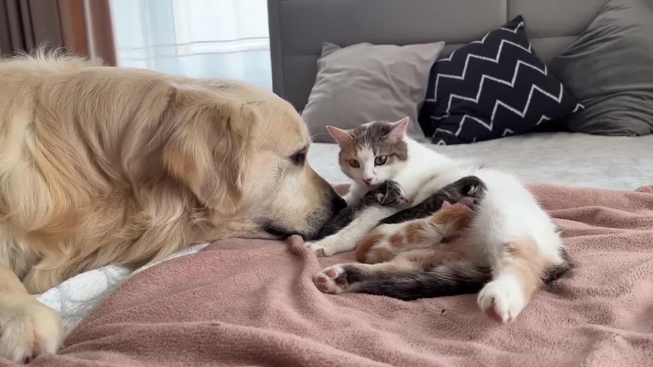 Golden Retriever Meets Mom Cat with Newborn Kittens for the First Time