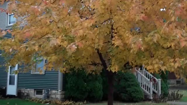 The Fall colors in Lacrosse, God's faithfulness on full display. 10/12/22