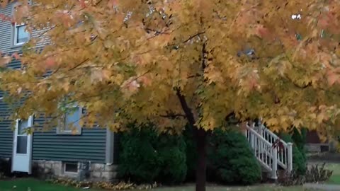 The Fall colors in Lacrosse, God's faithfulness on full display. 10/12/22