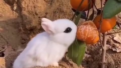 Best Funny Animal Videos of the year (2023), funniest animals ever. relax with cute animals video