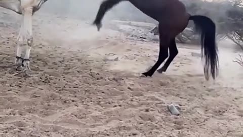 Horses and camel fighting