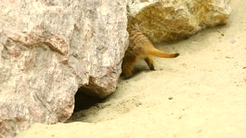 Meerkats playing in the sand