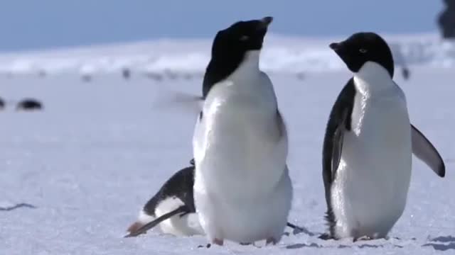 Shake body like a penguin!