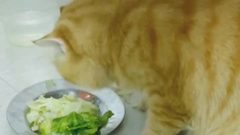 The cat loves to eat vegetables