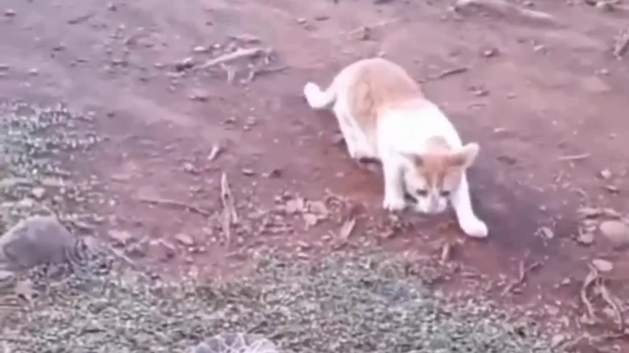 Best Funniest Animals Videos Dogs And Cats Videos 2023 #7 - Funny