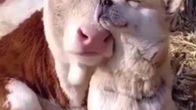 Cow and canine bffs