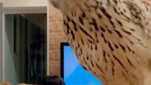 Funny owl is playing with owner | Funny video clip