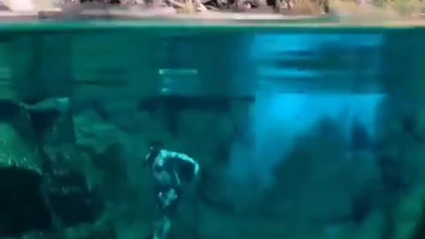 This is a beautiful and charming water-dwelling species