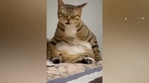 Funny cat video