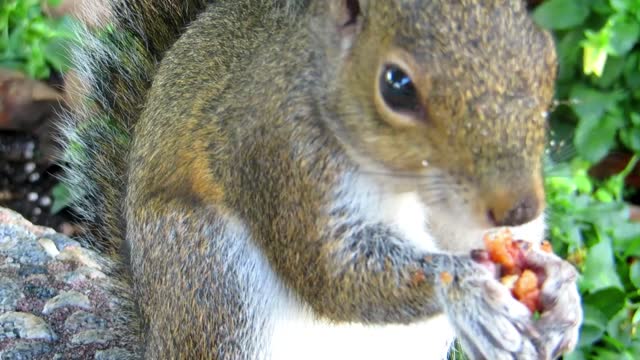 Squirrel eating in The Jungle