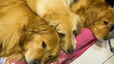 Funny animals 🐶--funny fails🤭funny video-- cute dogs🐕