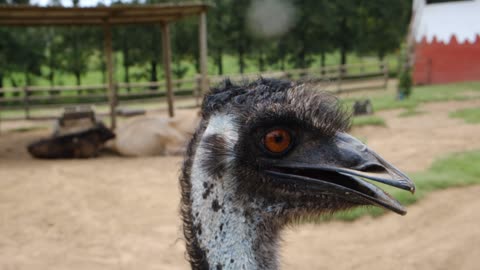 The emu