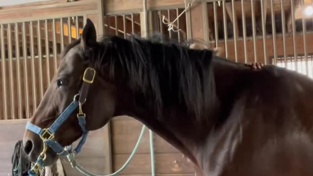 Ayy fardaha waan jeclahy 🐎 so beautiful 😍