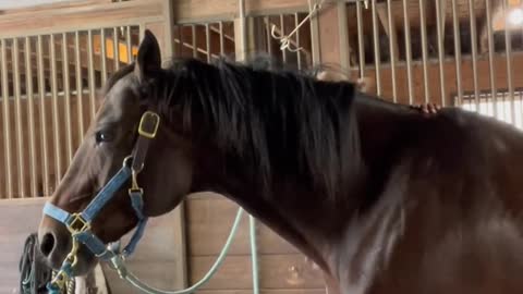 Ayy fardaha waan jeclahy 🐎 so beautiful 😍
