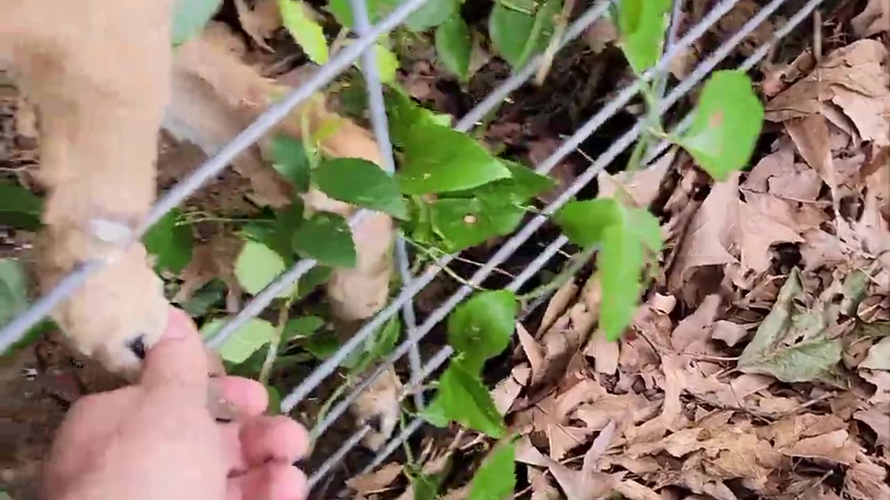 Man Frees Fawn's Foot From Fence