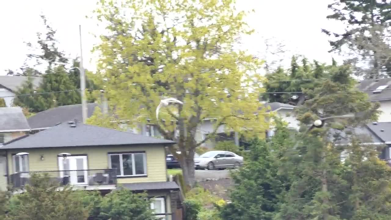 Ross Goose being chased by a Bald Eagle, Panama Flats, Victoria BC