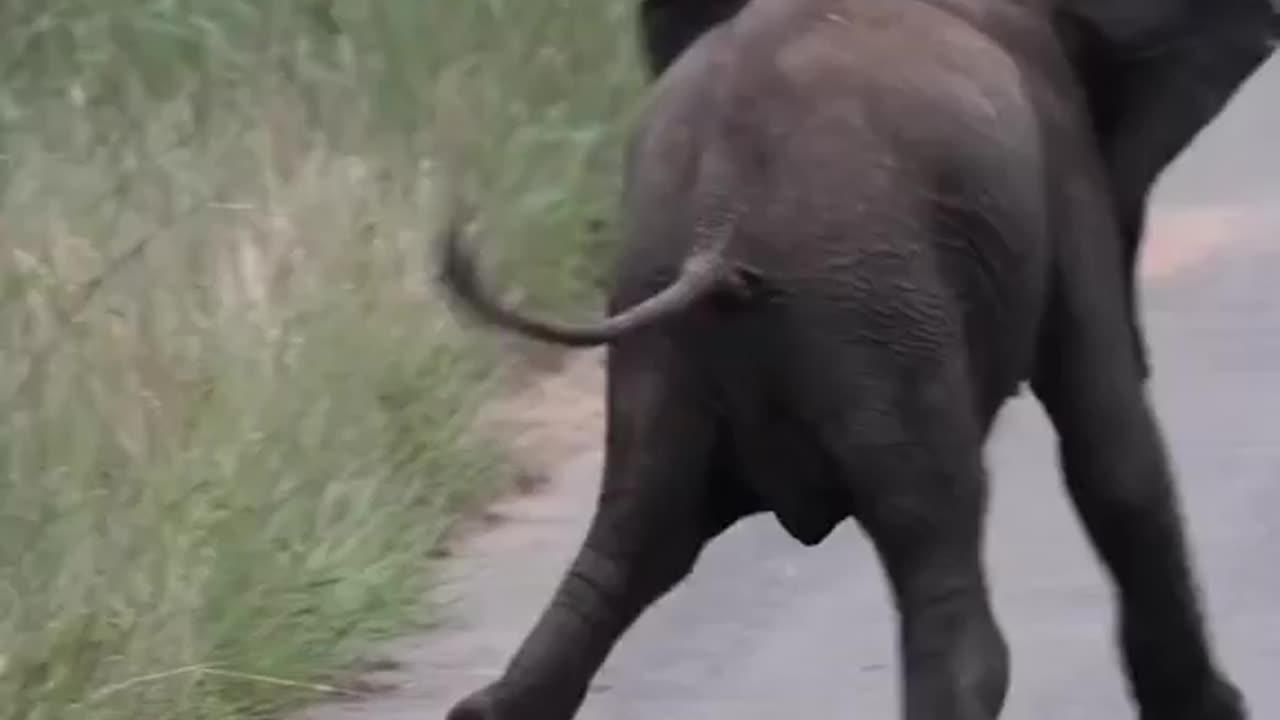 Playing with baby elephants