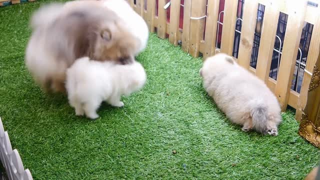 🤗😍Very Lovely Funny Cute Puppies Playing Together 😍🤗