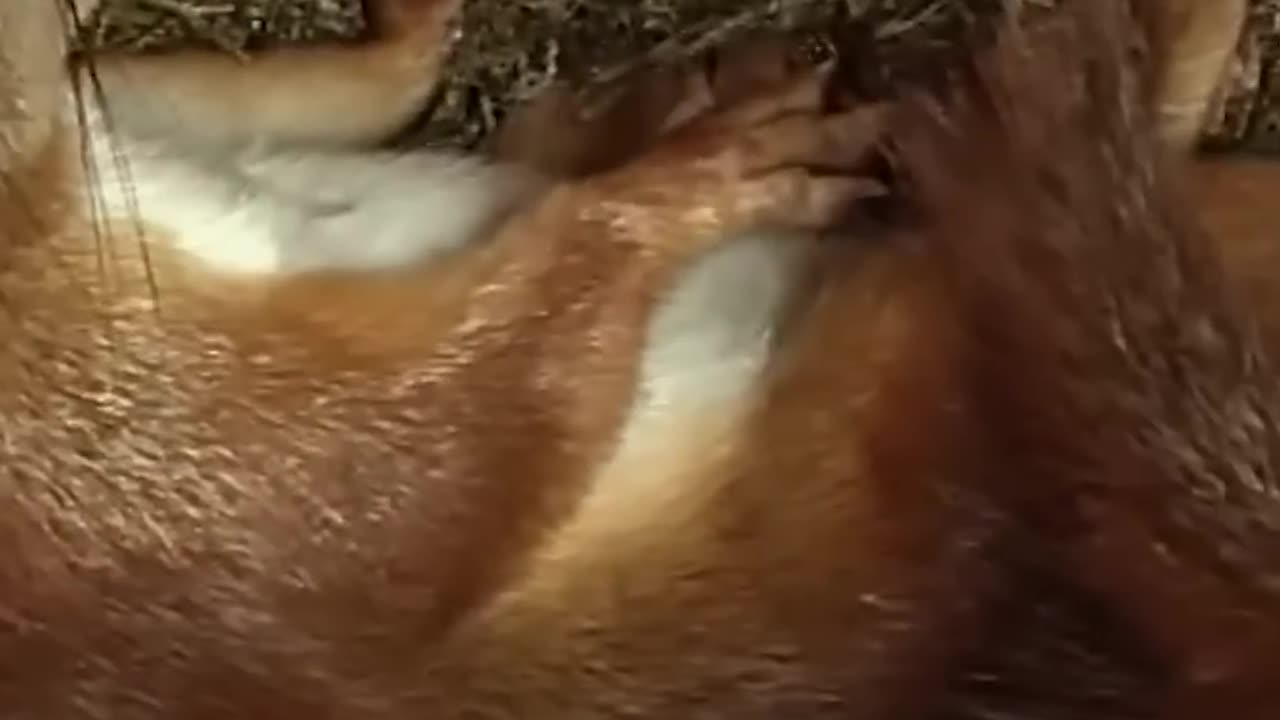 Mama Squirrel Giving Birth 🥰#shorts #givingbirth