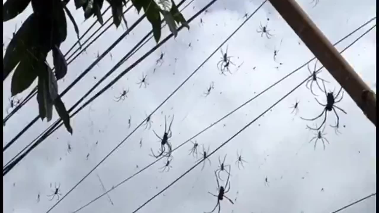 Bali Spider Season