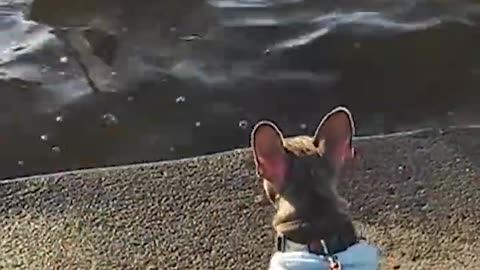 funny cute dogs