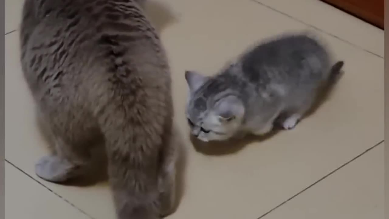 When you upset little kitty, wait to be punished!