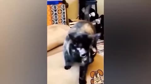 funny animal videos