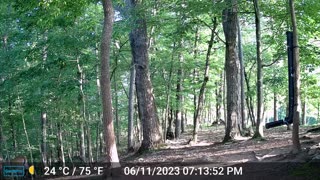 The Woods – 06/12/2023