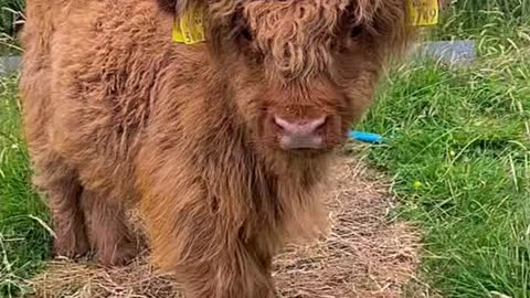 Cute little cow