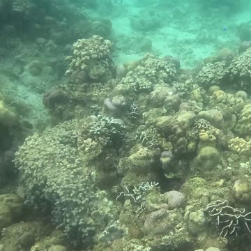 An Early Morning Snorkeling Adventure