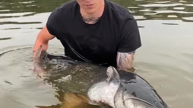 German Catfish Monster #angeln #fishing #catfish #wels #waller #monster